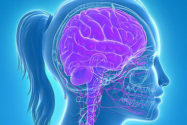 MS Brain